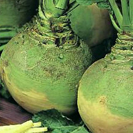 Брюква Новгородская