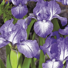 Ирис карликовый Petite Polka