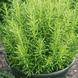 Розмарин Gren Rosy