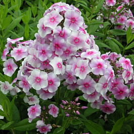 Флокс метельчатый Виринея