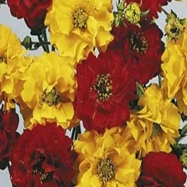 Гравилат чилийский смесь 