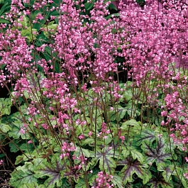 Гейхерелла Tapestry