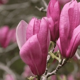 Магнолия гибридная Ricki