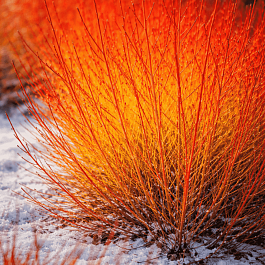 Дерен Отпрысковый Winter Flame