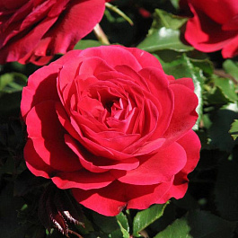 Роза флорибунда  Мона Лиза