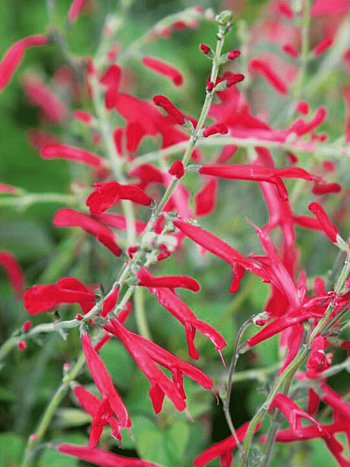 Шалфей ананасный Pino