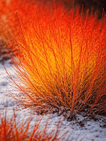 Дерен Отпрысковый Winter Flame