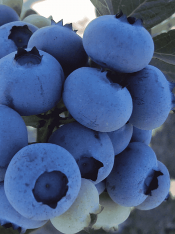 Голубика высокорослая Duke