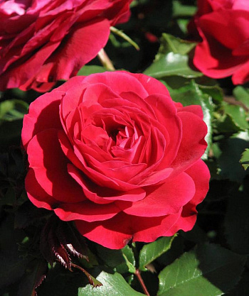 Роза флорибунда  Мона Лиза