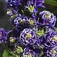 Аквилегия обыкновенная Winky Double Blue and White