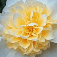 Камелия японская Brushfield yellow