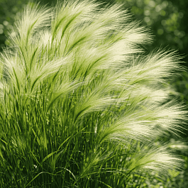 Ячмень гривастый