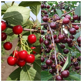 Дерево-сад (2-3х летка) вишня 2 сорта Десертная Морозовой-Чудо-вишня