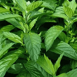 Мята изящная