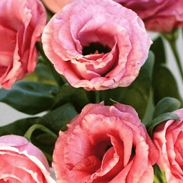 Лизиантус Advantage 2 Cherry Sorbet