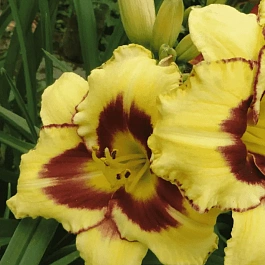 Лилейник Calico Jack