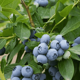 Голубика высокорослая Bluegold