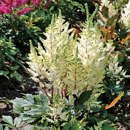 Астильба гибридная Юник Вайт НАБОР 2ШТ (1+1) Астильба гибридная Юник Вайт НАБОР 2ШТ (1+1)