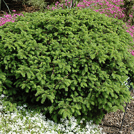 Ель обыкновенная Элеганс Ель обыкновенная Элеганс