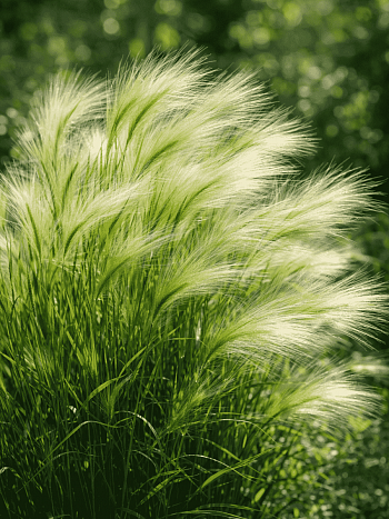 Ячмень гривастый