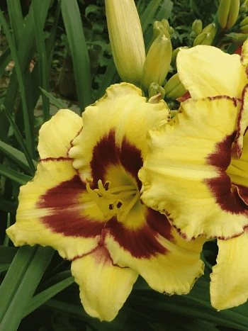 Лилейник Calico Jack