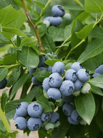 Голубика высокорослая Bluegold