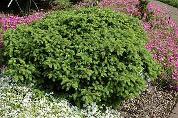 Ель обыкновенная Элеганс