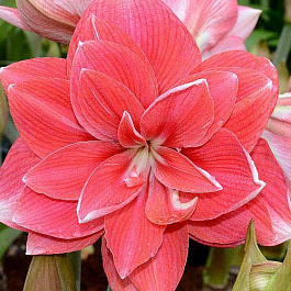 Амариллис махровый Дабл Дрим