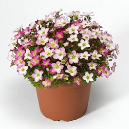 Камнеломка Арендса Лофти Пинк Шейдес