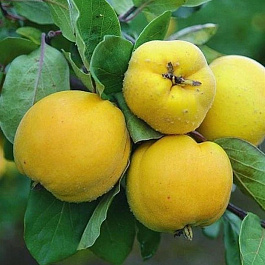 Айва японская Мускатная