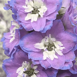 Дельфиниум  культурный Pacific Giant Camelliard