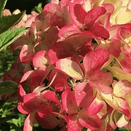 Гортензия метельчатая  Graffiti ТОЛЬКО САМОВЫВОЗ 