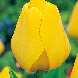 Тюльпан Дарвинов гибрид Голден Оксфорд Тюльпан Дарвинов гибрид Голден Оксфорд