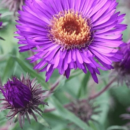 Астра новоанглийская Helen Picton