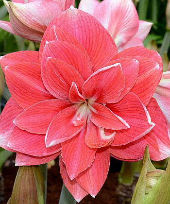 Амариллис махровый Дабл Дрим