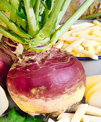 Брюква Гера