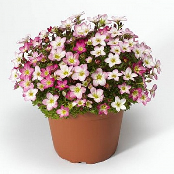 Камнеломка Арендса Лофти Пинк Шейдес