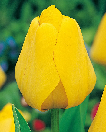 Тюльпан Дарвинов гибрид Голден Оксфорд