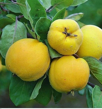 Айва японская Мускатная