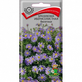 Брахикома иберисолистная Фиолетовая