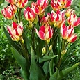 Тюльпан Tricolette