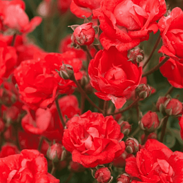 Роза Миниатюрная Seul