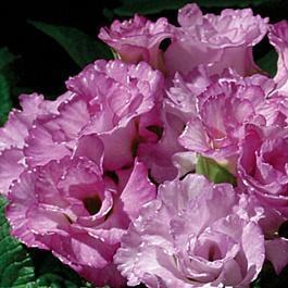 Примула (Первоцвет) бесстебельная Primlet Lavender