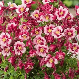 Аквилегия обыкновенная Early Bird Red White