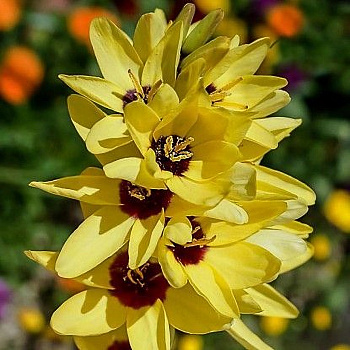 Иксия гибридная Йеллоу Эмпэре