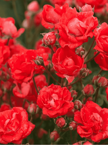 Роза Миниатюрная Seul