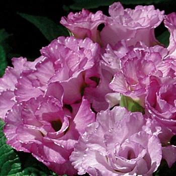Примула (Первоцвет) бесстебельная Primlet Lavender