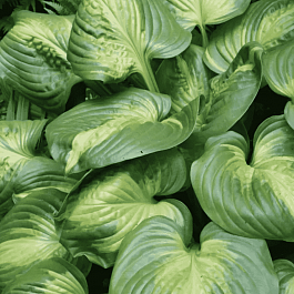 Хоста Cathedral Windows