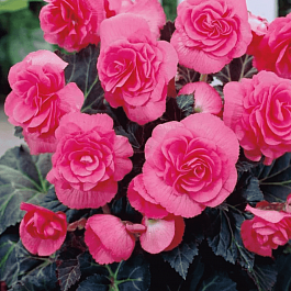 Бегония Pink