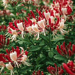 Жимолость вьющаяся Serotina